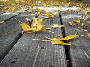 golden-leaves