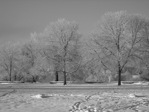 snowy-trees