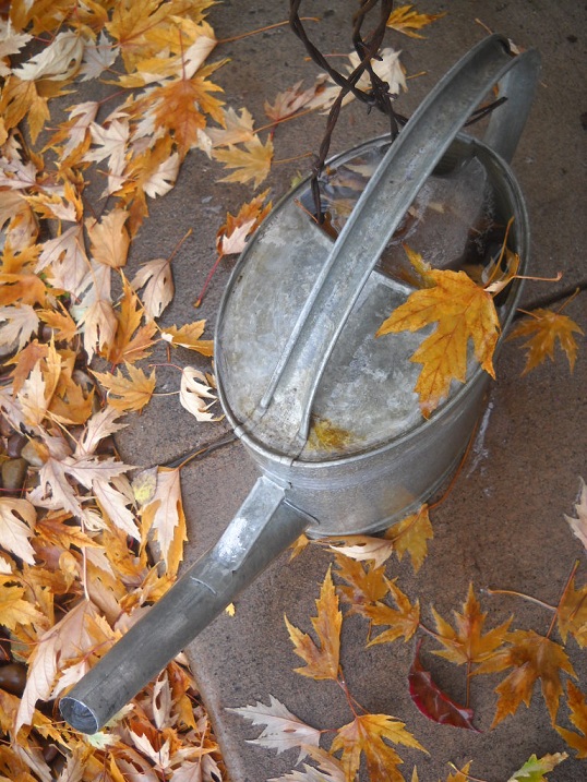 autumn leaves and a watering can