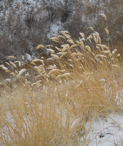 snow weights down the heads of wild grass