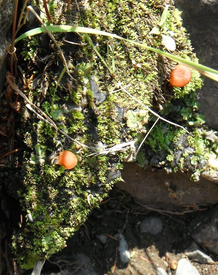 tiny orange mushrooms